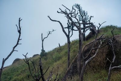 Low angle view of bare tree against sky