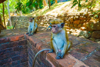 Monkey sitting on tree