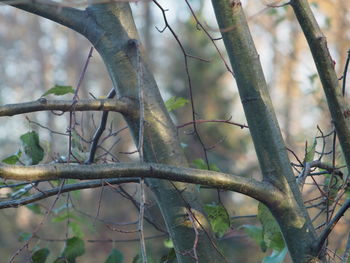 Low angle view of a bird on tree