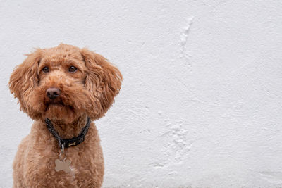 Ginger dog on white wall