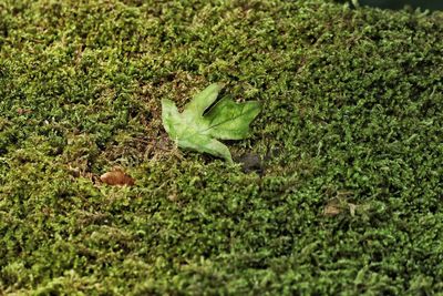 High angle view of fresh green leaves on field