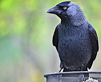 Close-up of bird perching on branch
