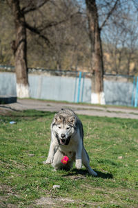 Dog relaxing on field