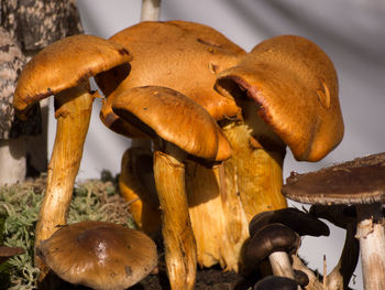 Close-up of mushrooms growing on field