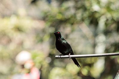 Close-up of starling perching on pole