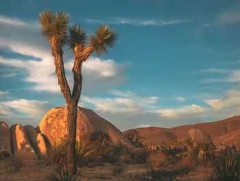 Scenic view of desert against sky