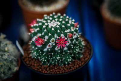 Close-up of small cactus flower pot