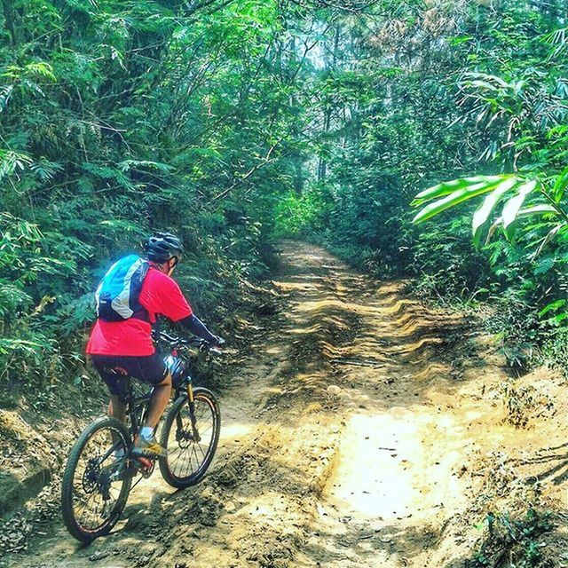 bicycle, transportation, mode of transport, the way forward, land vehicle, tree, full length, plant, rear view, growth, green color, riding, footpath, walking, travel, day, outdoors, lifestyles