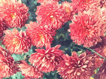 Close-up of red flowers blooming outdoors