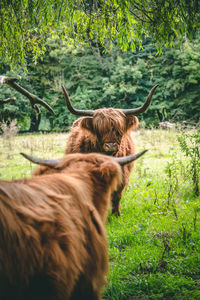 Scotish highlanders on a field