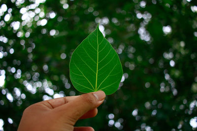 Cropped hand holding leaf against tree