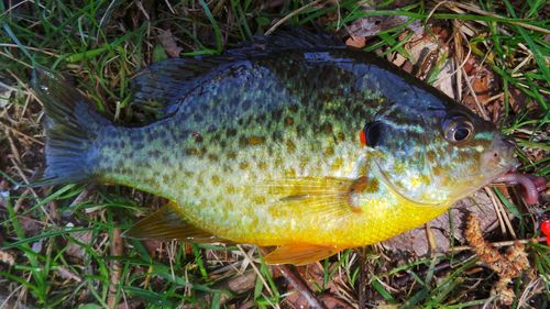 Close-up of fish in water