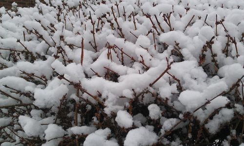 Close-up of snow covered field