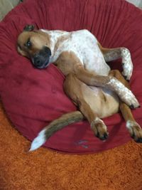 High angle view of dog sleeping on sofa