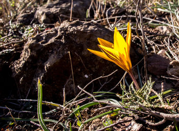 Close-up of plant growing in forest