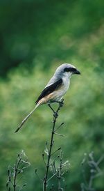 Close-up of bird perching on branch