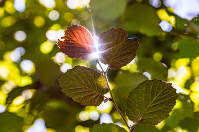 Low angle view of hazelnut plant during autumn