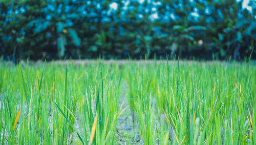 Close-up of crop growing on field