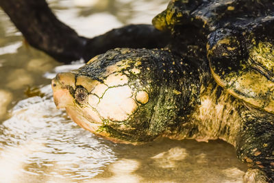 Close-up of turtle in water
