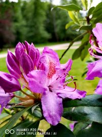 Close-up of pink flowering plant