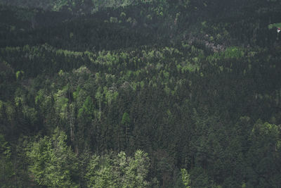 High angle view of plants and trees in forest