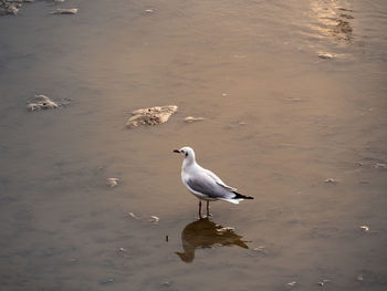 High angle view of seagull perching on beach