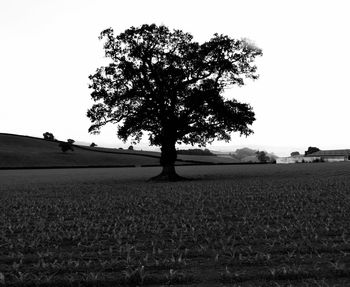 Tree on field against clear sky