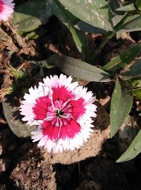 High angle view of pink flower blooming outdoors