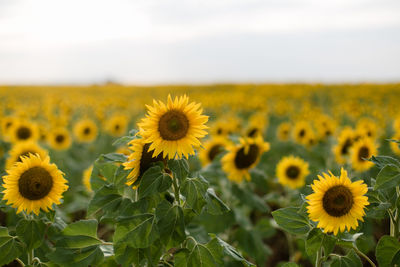 Close-up of sunflowers on field