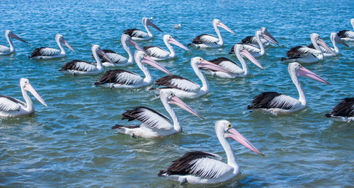 Swans swimming in lake