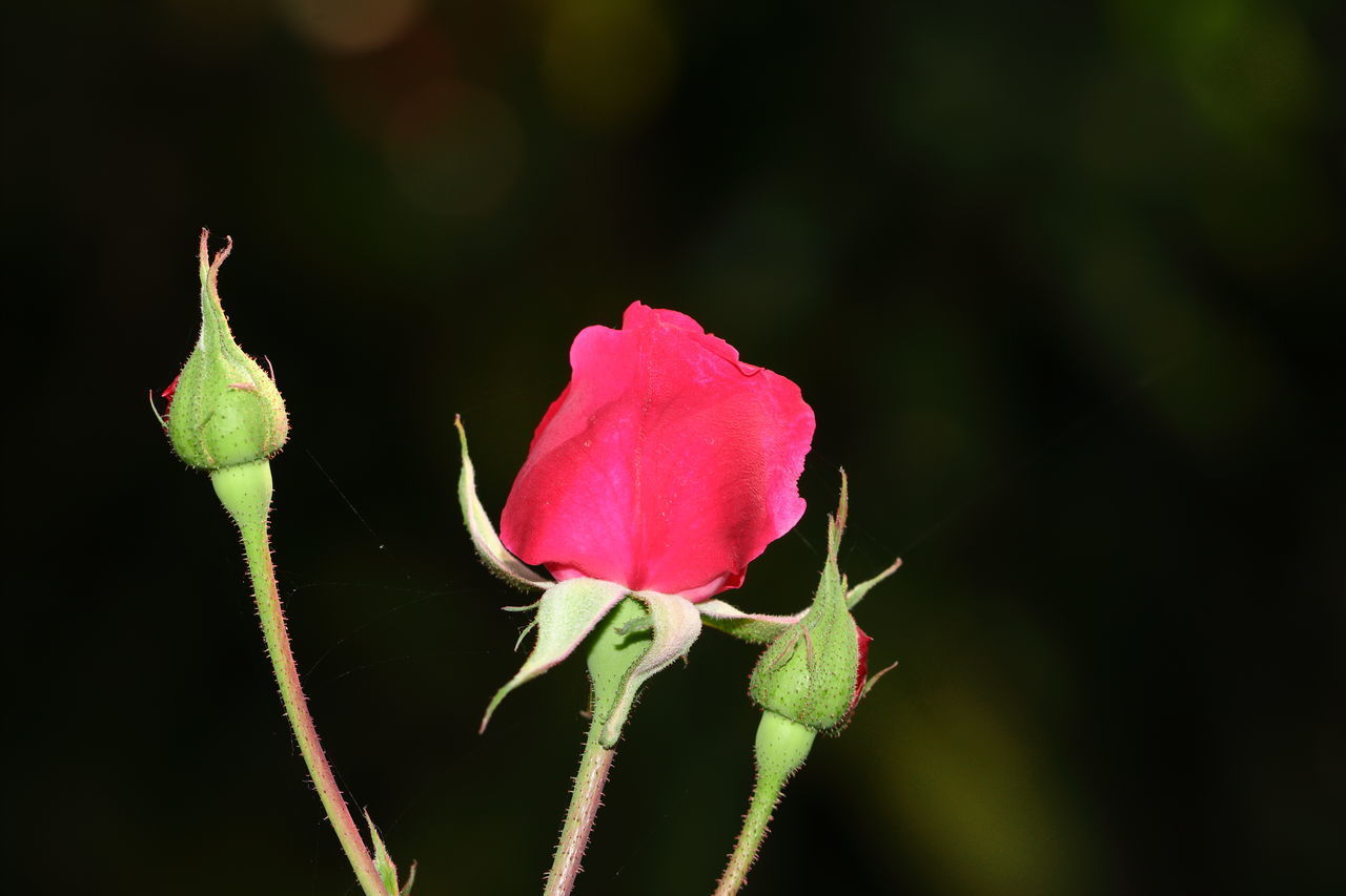 CLOSE-UP OF PINK ROSE