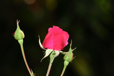 Close-up of pink rose bud