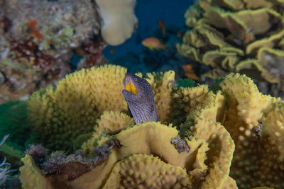 Moray eel mooray lycodontis undulatus in the red sea, eilat israel