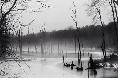 Reflection of trees in water