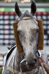 Close-up of horse