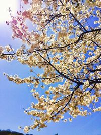 Low angle view of cherry tree against sky