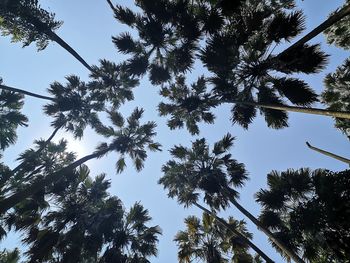 Low angle view of trees against clear sky