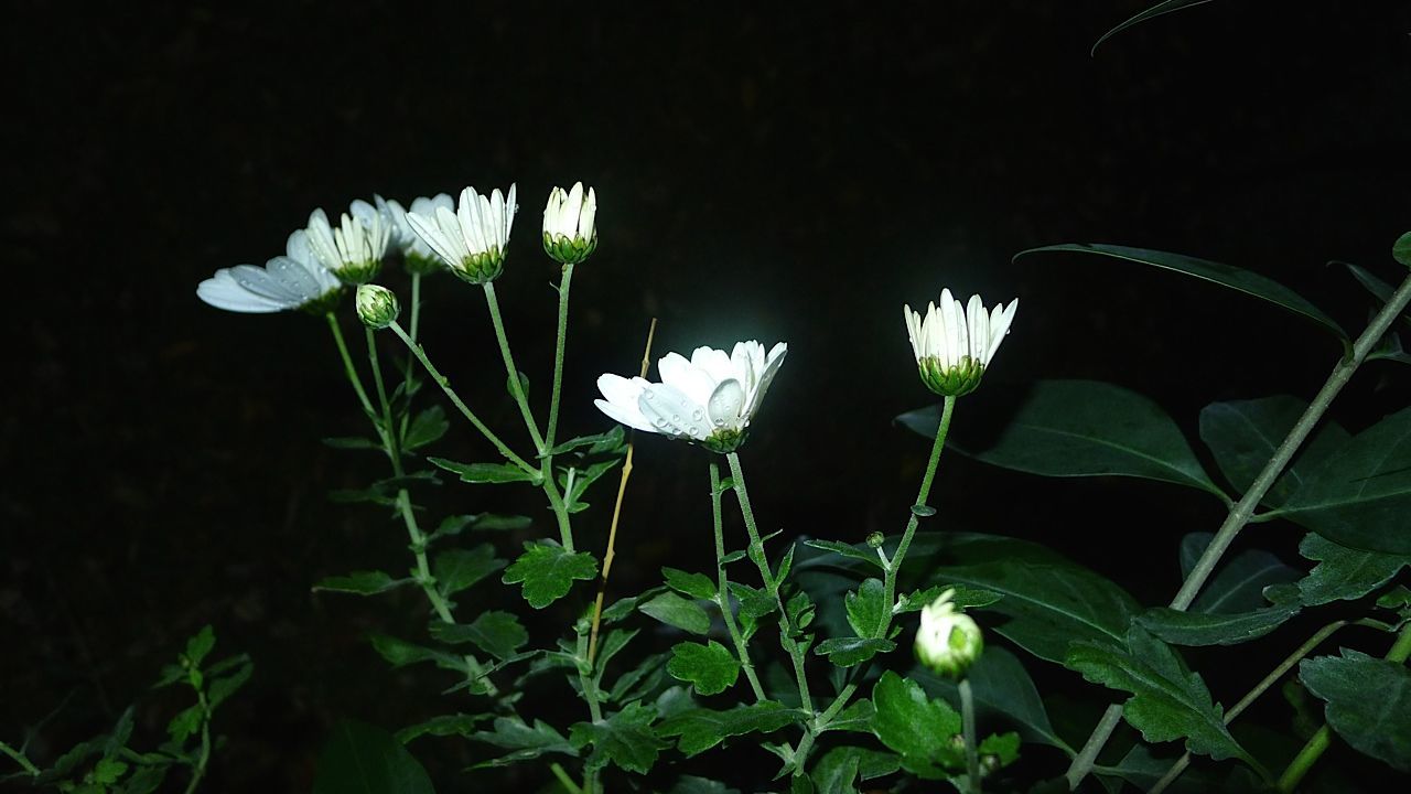 growth, flower, leaf, plant, fragility, freshness, white color, stem, nature, green color, beauty in nature, petal, night, close-up, flower head, blooming, in bloom, botany, growing, no people