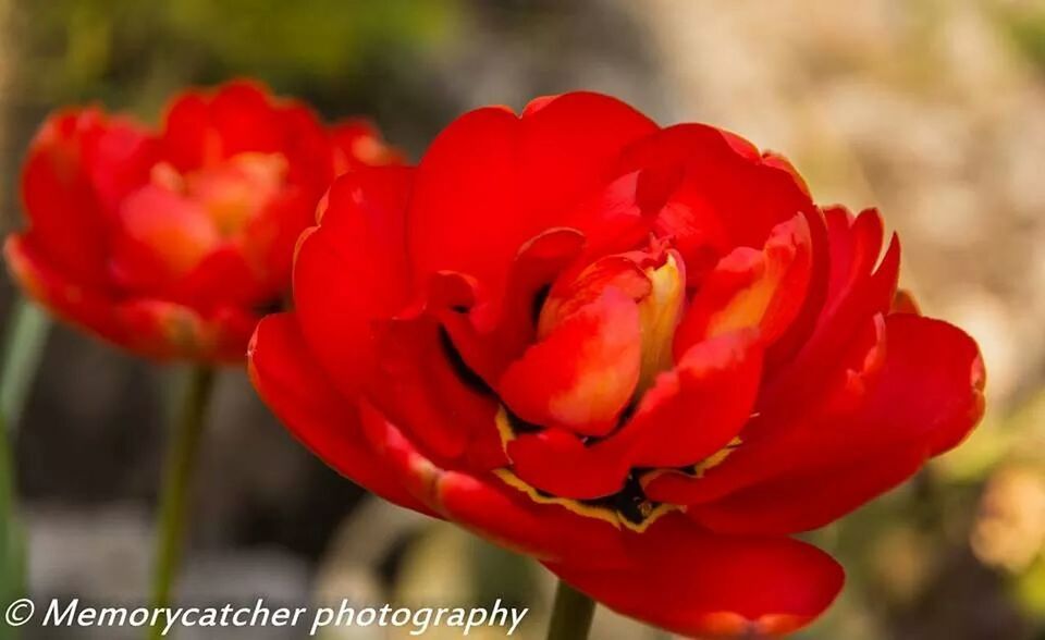 flower, petal, red, flower head, focus on foreground, freshness, fragility, close-up, growth, beauty in nature, single flower, blooming, nature, plant, rose - flower, tulip, day, orange color, no people, outdoors