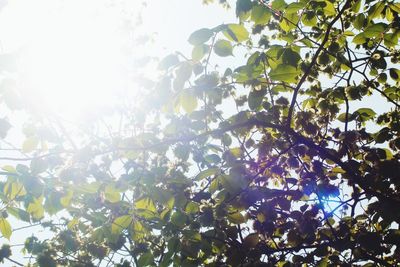 Low angle view of tree against sky