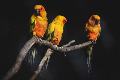 Low angle view of parrot perching on branch