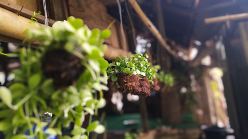 Close-up of vegetables on plant