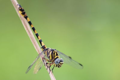 Close-up of butterfly