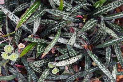 Full frame shot of plants
