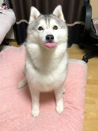 Portrait of white dog relaxing at home