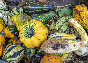 High angle view of pumpkins