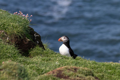 Puffin on a grassy edge with sea in the background