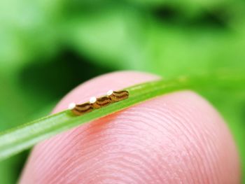 Close-up of hand holding insect on leaf