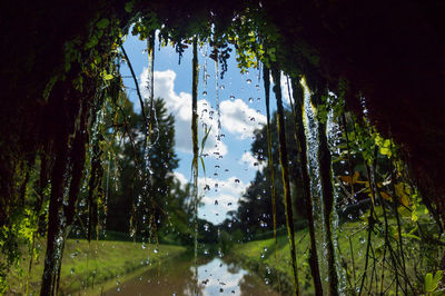 Close-up of wet trees against sky during rainy season