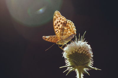 Close-up side view of butterfly on flower